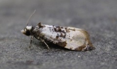 Phalonidia memoranda