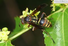 Polistes snelleni