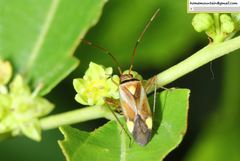 Adelphocoris fasciaticollis
