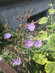 Lactuca tatarica