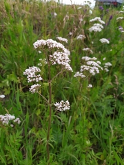 Valeriana officinalis