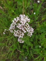 Valeriana officinalis