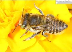 Megachile leachella
