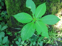 Impatiens glandulifera