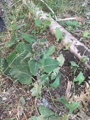 Arctium tomentosum
