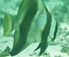 Platax batavianus