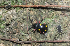 Eumorphus quadriguttatus