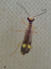 Malthinus seriepunctatus