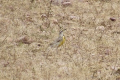 Sturnella magna lilianae