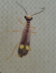 Malthinus seriepunctatus