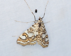 Elophila ekthlipsis