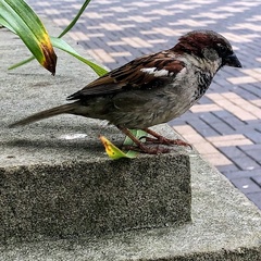 Passer domesticus