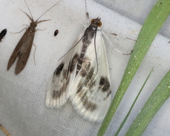 Cliniodes ostreonalis