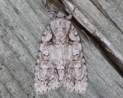 Acronicta immodica