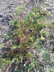 Potentilla tergemina