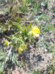 Potentilla tergemina