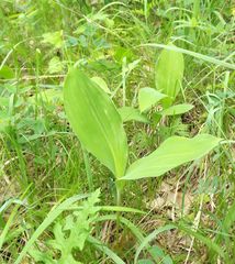 Convallaria keiskei