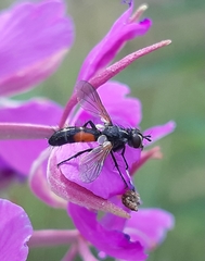 Cylindromyia interrupta
