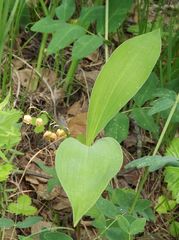 Convallaria keiskei