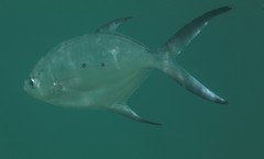 Trachinotus baillonii