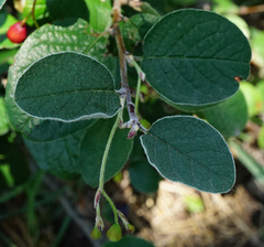 Cotoneaster melanocarpus
