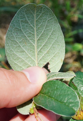 Cotoneaster melanocarpus