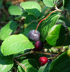Cotoneaster melanocarpus