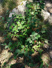 Cotoneaster melanocarpus