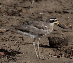 Esacus recurvirostris