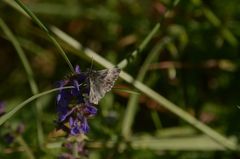 Muschampia floccifera