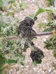 Aglais urticae