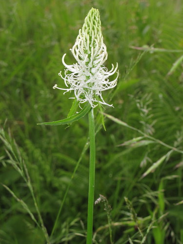 Varpotoji glaudenė nuotrauka