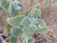 Salvia dominica