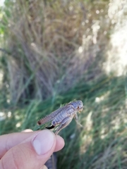 Platycleis falx laticauda
