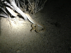 Arizona elegans eburnata
