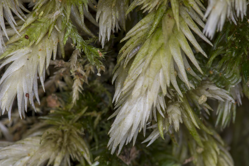 Leucobryum javense
