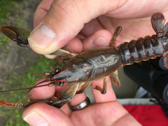 Lacunicambarus polychromatus