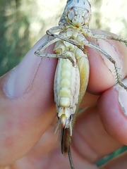 Platycleis falx laticauda