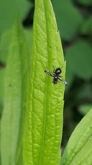 Rivellia syngenesiae