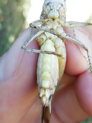 Platycleis falx laticauda