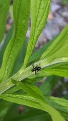 Rivellia syngenesiae