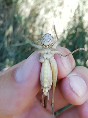 Platycleis falx laticauda