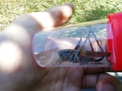 Platycleis falx laticauda