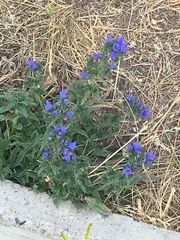 Echium vulgare