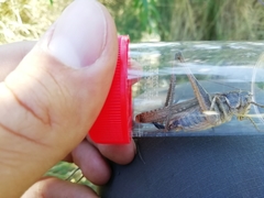 Platycleis falx laticauda