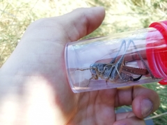 Platycleis falx laticauda