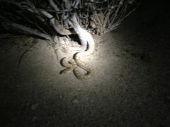 Arizona elegans eburnata