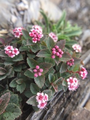 Spiraea morrisonicola