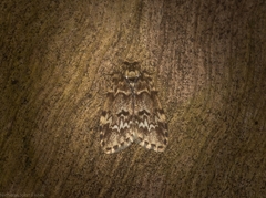 Scaphidriotis xylogramma