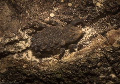 Poropterus variabilis